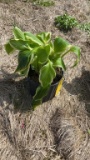 Aureo marginata hosta