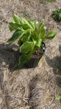 Aureo marginata hosta