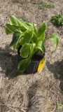Aureo marginata hosta