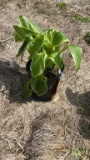 Aureo marginata hosta