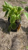 Aureo marginata hosta