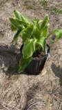 Aureo marginata hosta