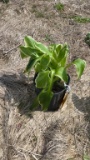 Aureo marginata hosta