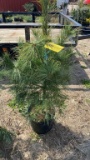 White pine