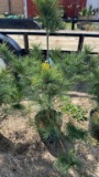 White pine