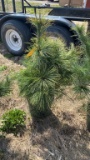 White pine