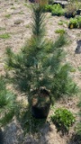 White pine