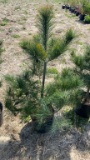 White pine