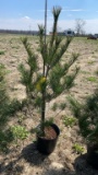White pine