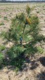 White pine