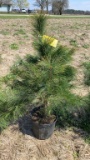 White pine