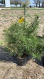 White pine