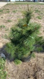 White pine
