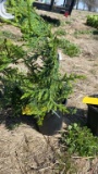 Green giant