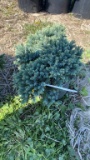 BLUE STAR JUNIPER