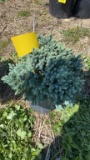 BLUE STAR JUNIPER