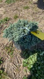 BLUE STAR JUNIPER