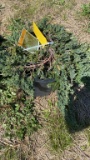 Blue juniper