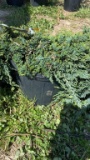 Blue juniper