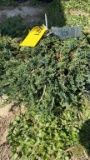 Blue juniper