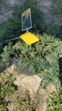 Blue juniper
