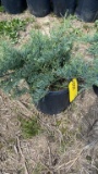 GREY OWL JUNIPER