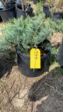 GREY OWL JUNIPER