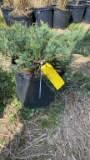 GREY OWL JUNIPER