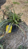 VARIAGATED LIRIOPE