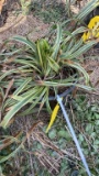 VARIAGATED LIRIOPE