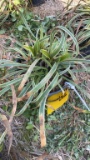 VARIAGATED LIRIOPE