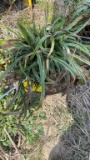 VARIAGATED LIRIOPE