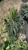 VARIAGATED LIRIOPE
