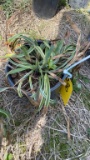 VARIAGATED LIRIOPE