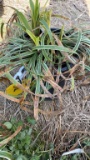 VARIAGATED LIRIOPE