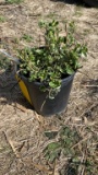 EMERALD GAITY EUONYMUS