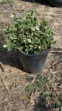 EMERALD GAITY EUONYMUS