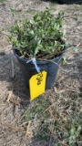 EMERALD GAITY EUONYMUS
