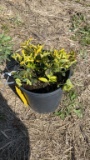 EMERALD GOLD EUONYMUS