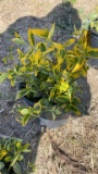 EMERALD GOLD EUONYMUS