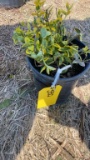 EMERALD GOLD EUONYMUS