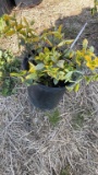 EMERALD GOLD EUONYMUS