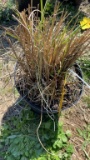 Maiden Grass