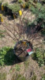 Dwarf burning bush