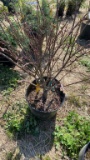 Dwarf burning bush