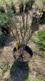 Dwarf burning bush