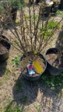 Dwarf burning bush