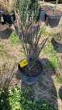 Dwarf burning bush