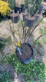 Dwarf burning bush