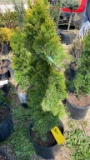 Emerald green arborvitae